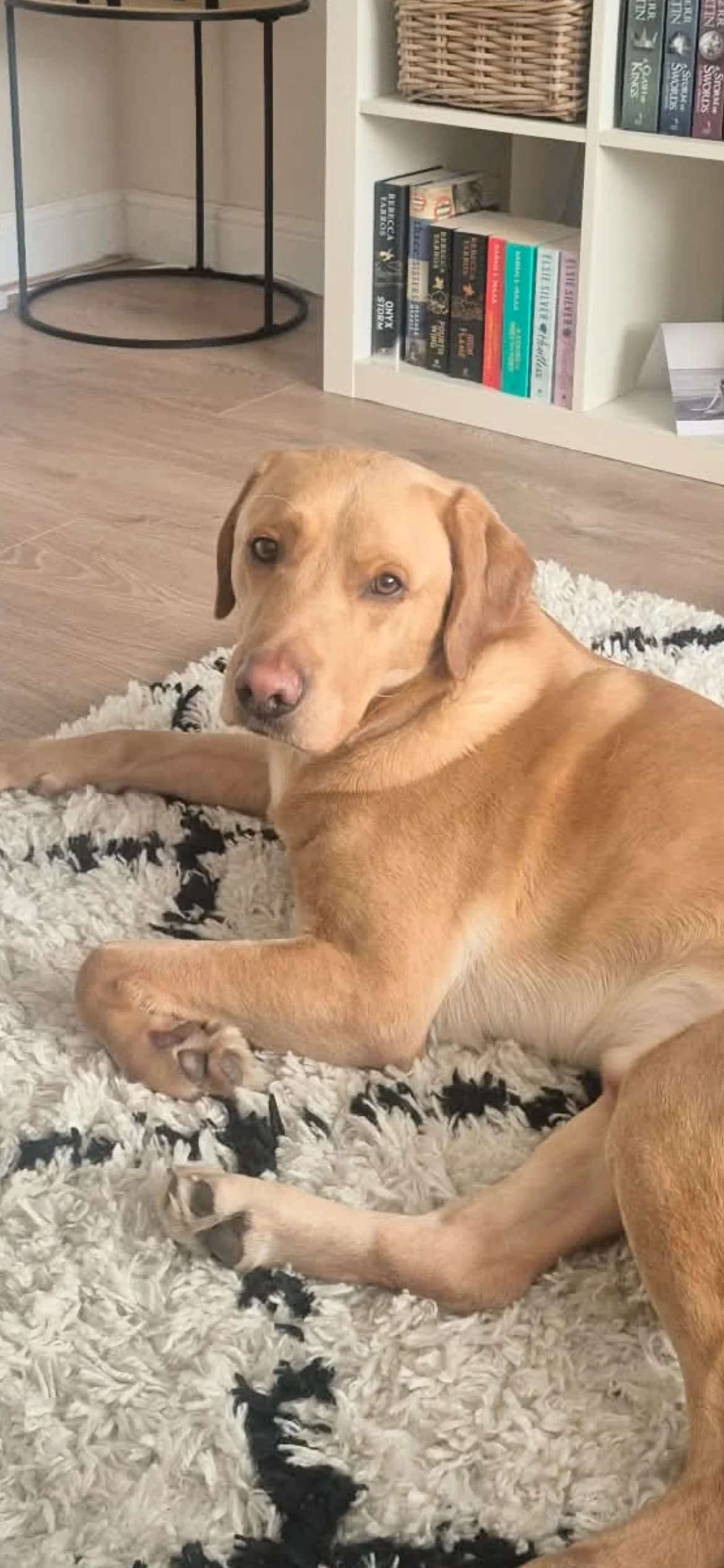 Ernie, male Labrador Retriever for adoption at Yappy Ever After Dog Rescue