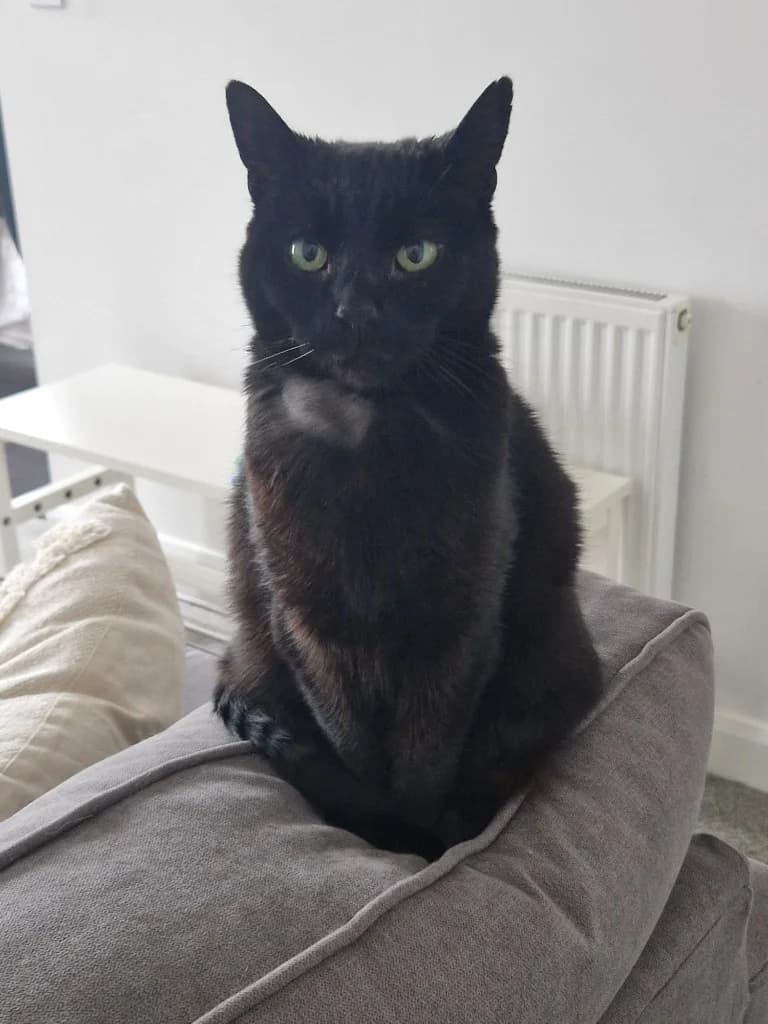 Sable, female senior Mixed Breed Cat for adoption at Yorkshire Cat Rescue