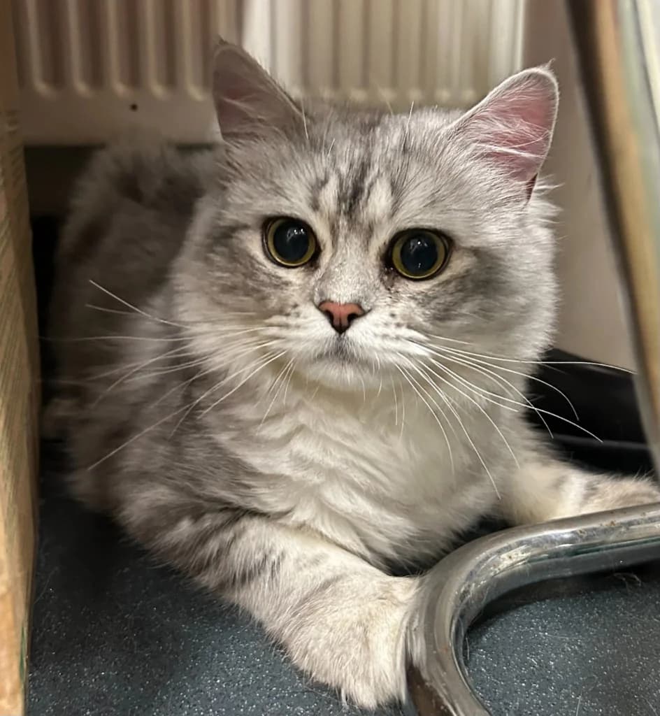 Tom, male puppy Persian for adoption at Yorkshire Cat Rescue