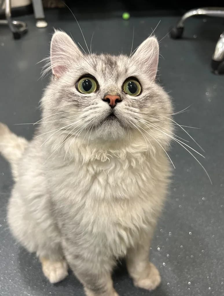 Jerry, male puppy Persian for adoption at Yorkshire Cat Rescue