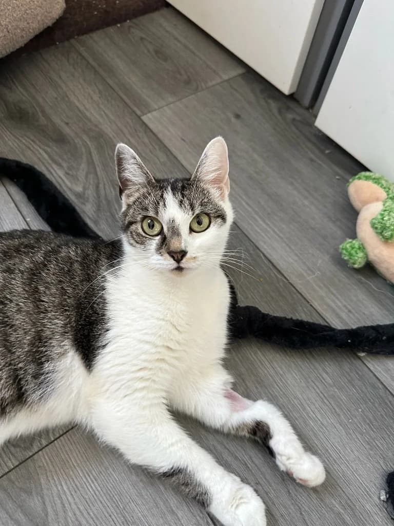 Pippa, Mixed Breed Cat (Yorkshire Cat Rescue)