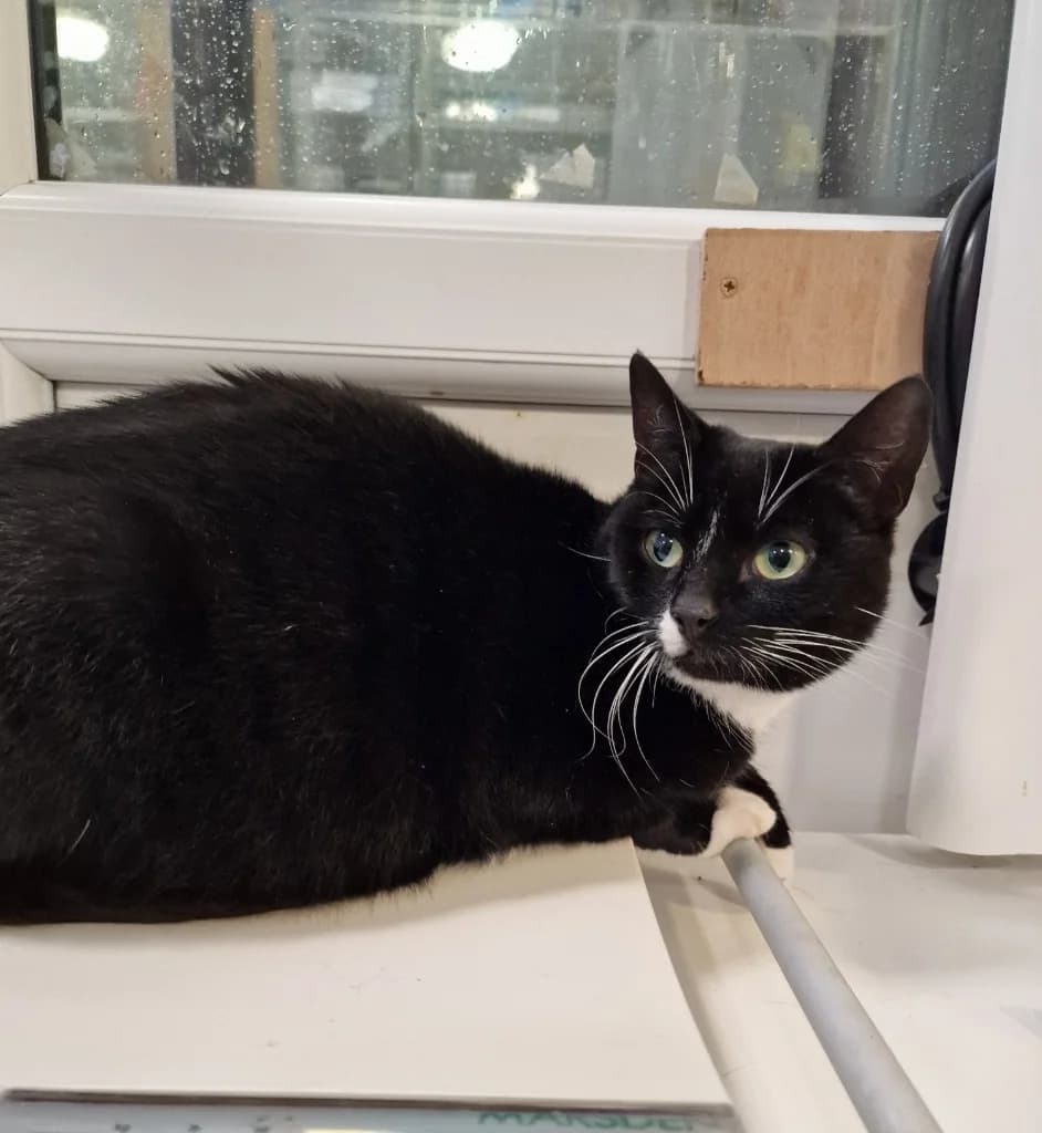 Sox, female young Mixed Breed Cat for adoption at Yorkshire Cat Rescue