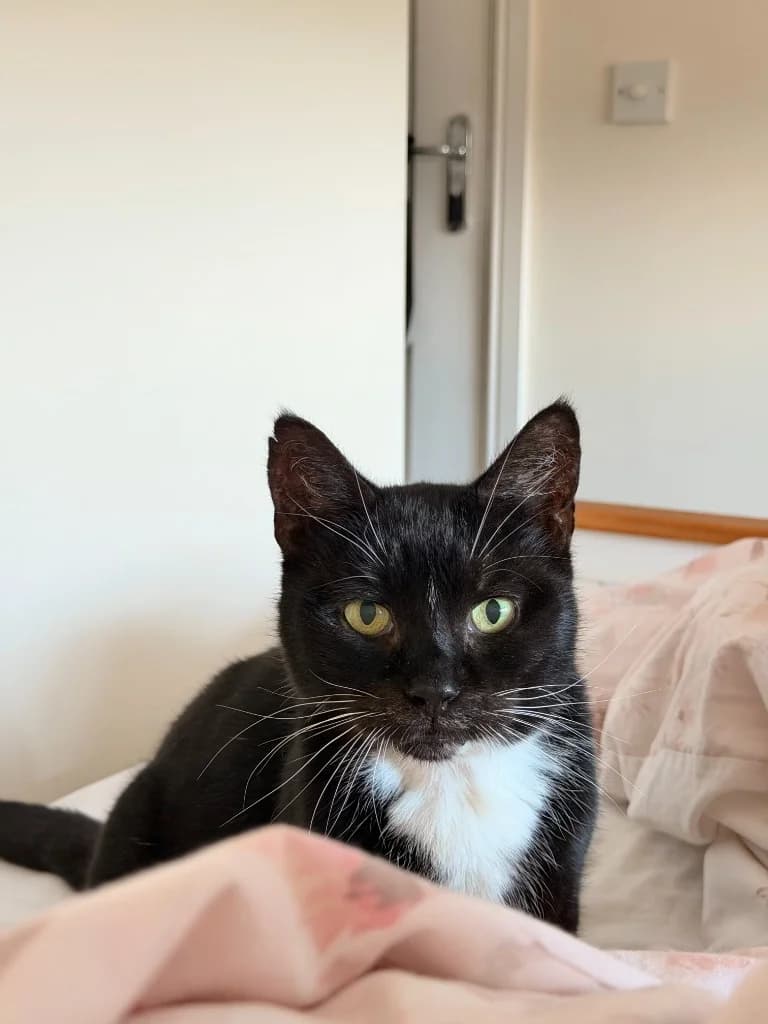 Ruby, female senior Mixed Breed Cat for adoption at Yorkshire Cat Rescue