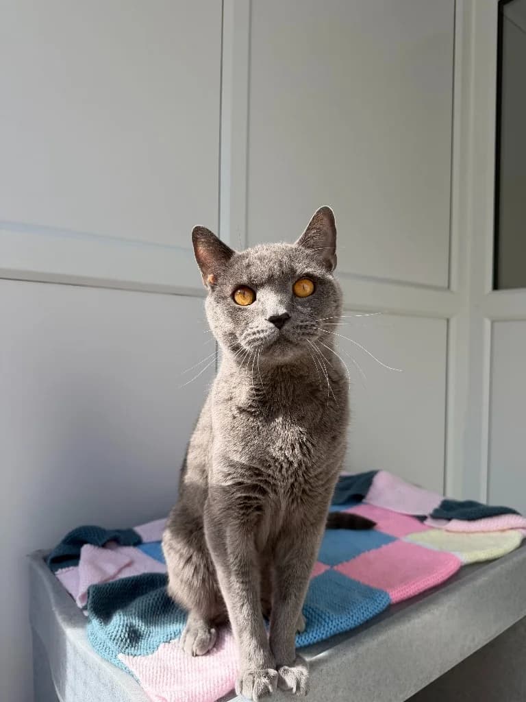 Bob, male senior British Shorthair for adoption at Yorkshire Cat Rescue