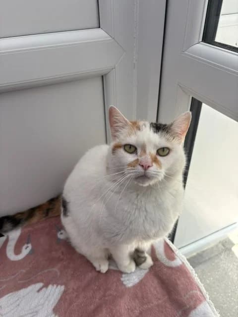 Lily, female senior Mixed Breed Cat for adoption at Yorkshire Cat Rescue