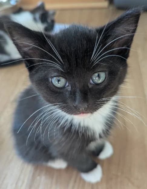 Finn, male puppy Mixed Breed Cat for adoption at Yorkshire Cat Rescue