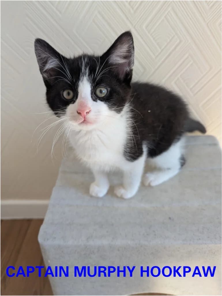 Murphy, male puppy Mixed Breed Cat for adoption at Yorkshire Cat Rescue