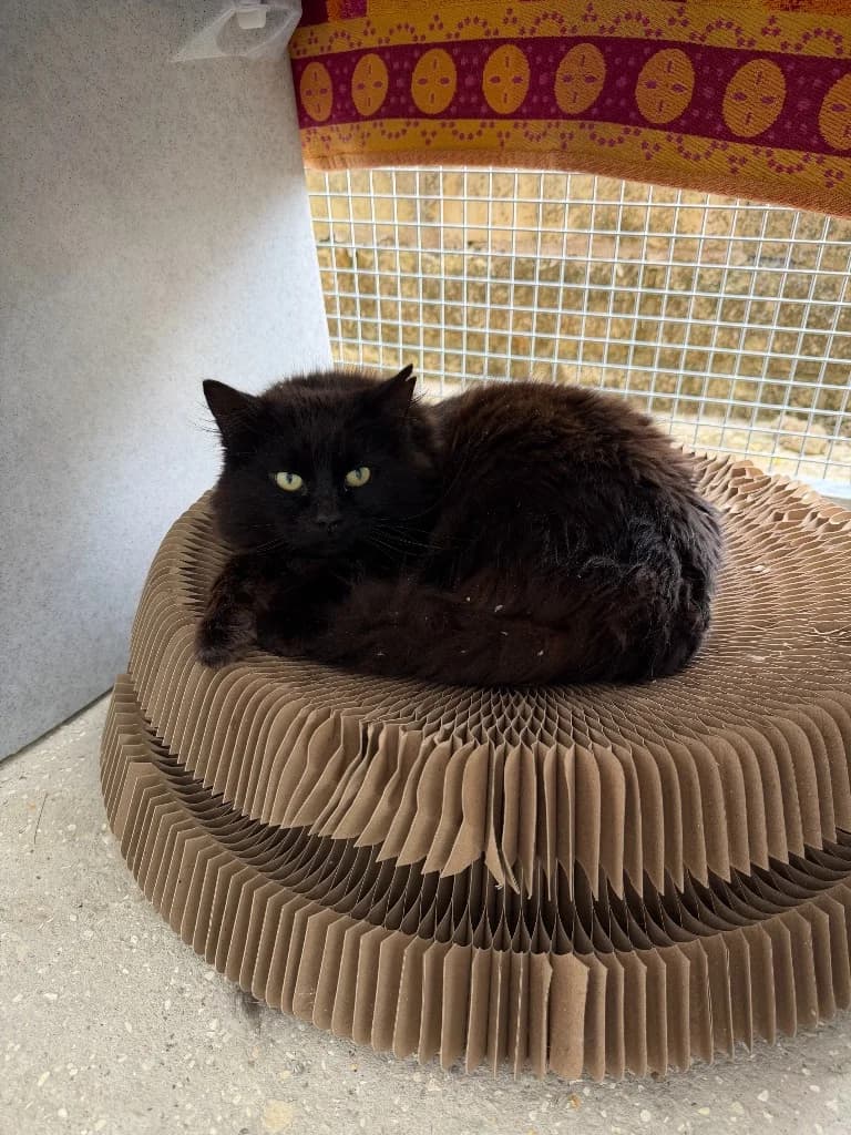 Herm, Mixed Breed Cat (Yorkshire Cat Rescue)