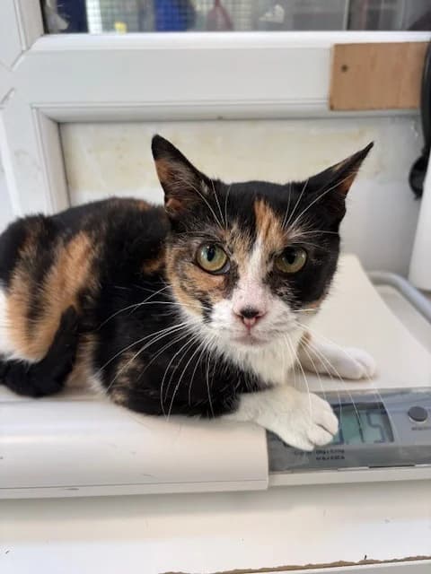 Doris, female young Mixed Breed Cat for adoption at Yorkshire Cat Rescue