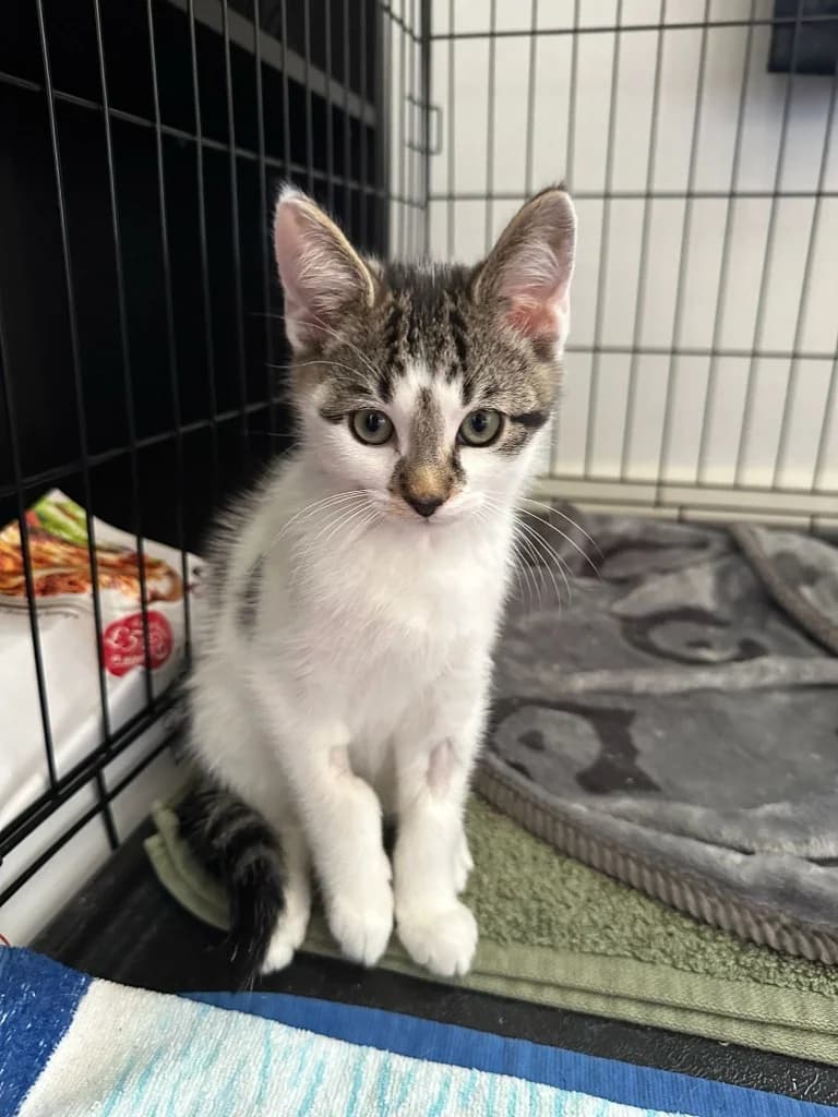 Hylia, Mixed Breed Cat (Yorkshire Cat Rescue)