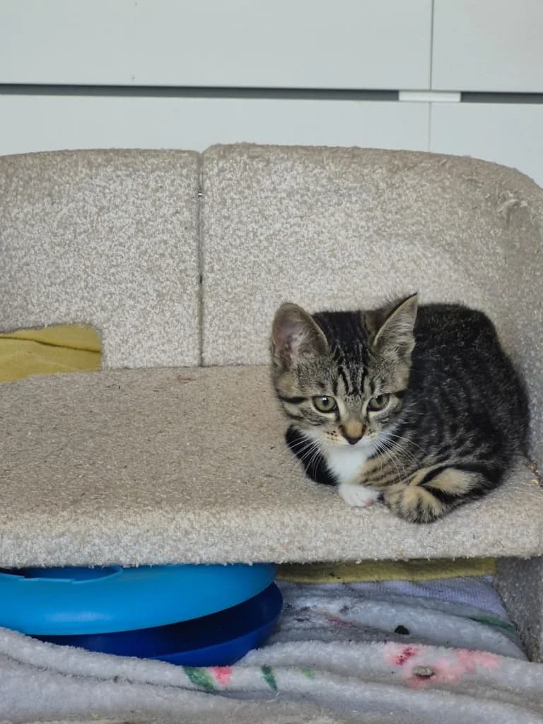 Eldin, Mixed Breed Cat (Yorkshire Cat Rescue)