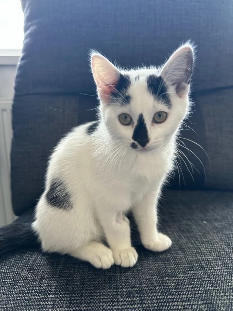 Shinx, female puppy Mixed Breed Cat for adoption at Yorkshire Cat Rescue