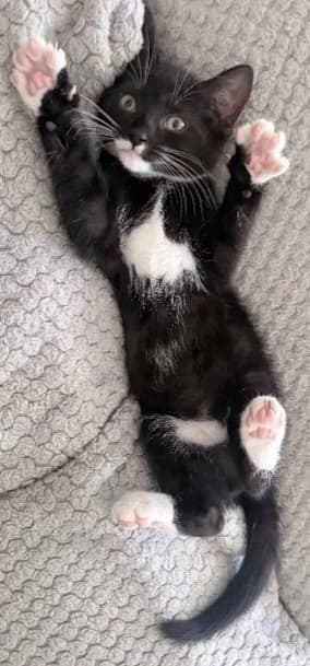 Maximous, male puppy Mixed Breed Cat for adoption at Yorkshire Cat Rescue