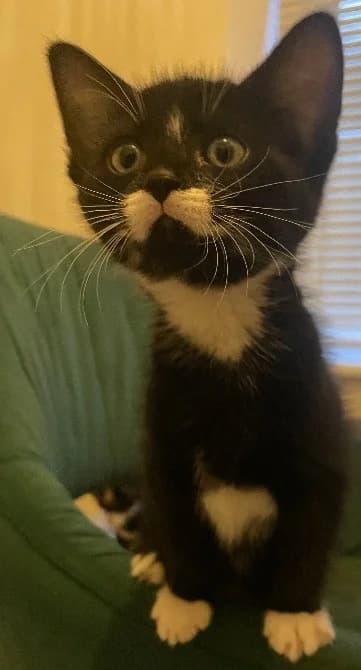 Marlow, male puppy Mixed Breed Cat for adoption at Yorkshire Cat Rescue