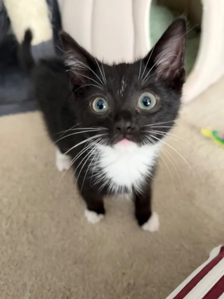 Scout, male puppy Mixed Breed Cat for adoption at Yorkshire Cat Rescue