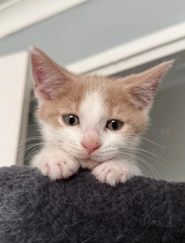 Dash, male puppy Mixed Breed Cat for adoption at Yorkshire Cat Rescue