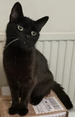 Minnie, female young Mixed Breed Cat for adoption at Yorkshire Cat Rescue