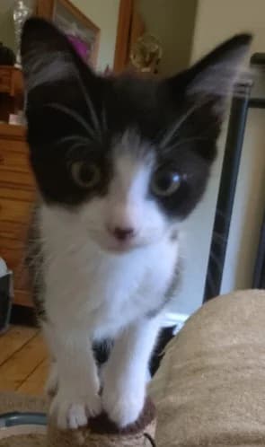 Egg, female puppy Mixed Breed Cat for adoption at Yorkshire Cat Rescue