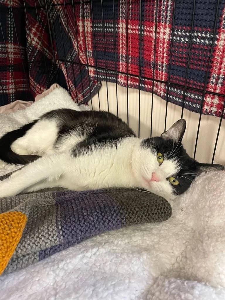 Xander, male young Mixed Breed Cat for adoption at Yorkshire Cat Rescue