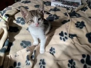 Sage, male puppy Mixed Breed Cat for adoption at Yorkshire Cat Rescue