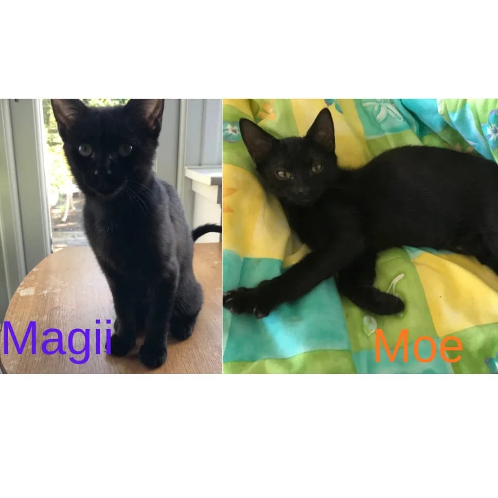 Magii & Moe, female puppy Mixed Breed Cat for adoption at Yorkshire Cat Rescue