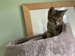 Sorrel, female puppy Mixed Breed Cat for adoption at Yorkshire Cat Rescue