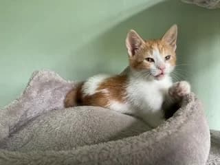 Ginger, male puppy Mixed Breed Cat for adoption at Yorkshire Cat Rescue