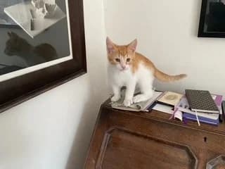Harry, male puppy Mixed Breed Cat for adoption at Yorkshire Cat Rescue