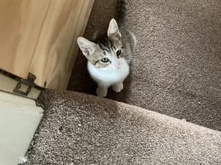 Lupin, male puppy Mixed Breed Cat for adoption at Yorkshire Cat Rescue