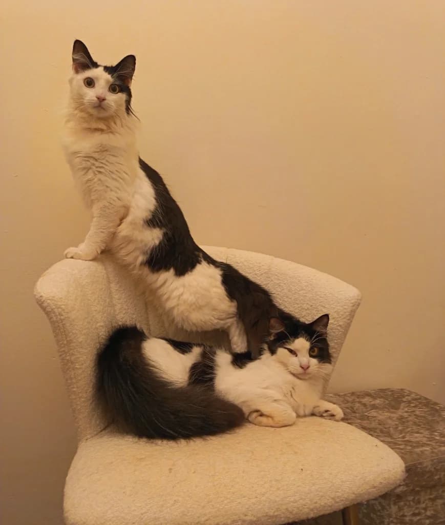 Tango & Cash, male puppy mixed breed for adoption at Yorkshire Cat Rescue