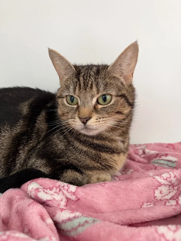 Poppy, female young Mixed Breed Cat for adoption at Yorkshire Cat Rescue