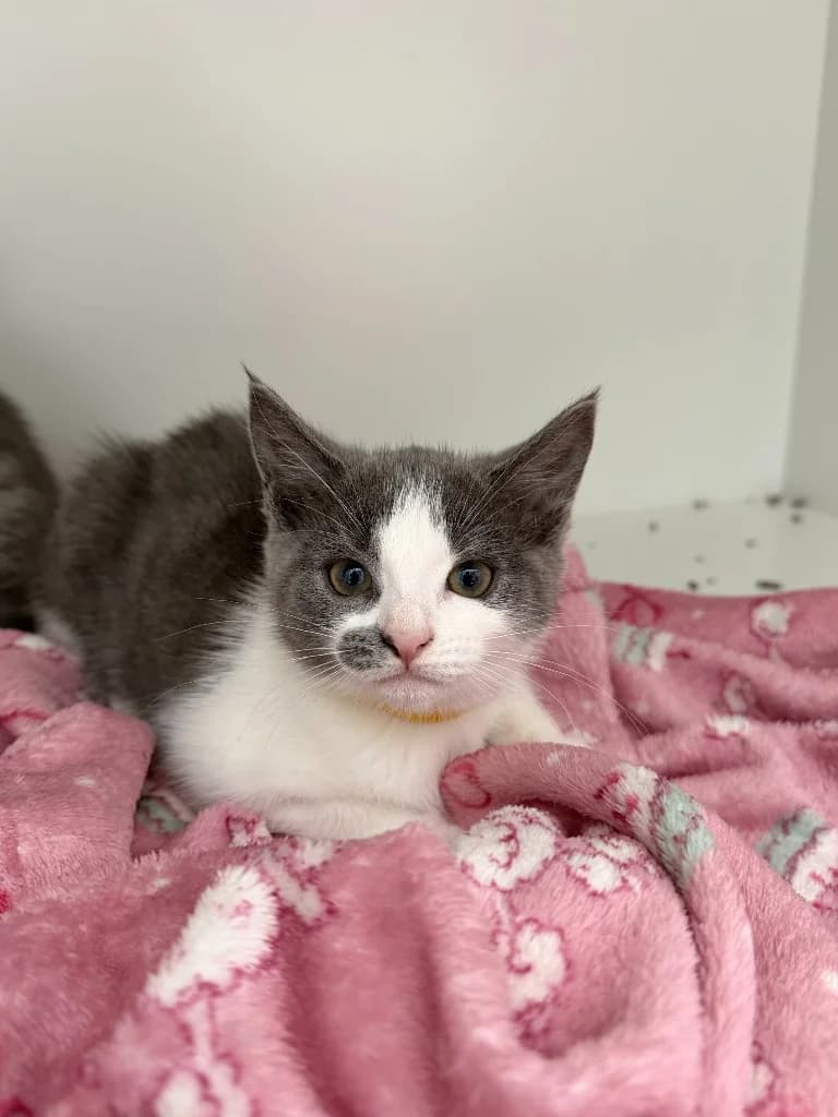 Daisy, female puppy Mixed Breed Cat for adoption at Yorkshire Cat Rescue