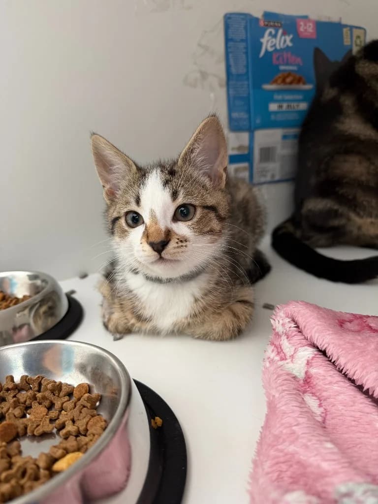 Oat, male puppy Mixed Breed Cat for adoption at Yorkshire Cat Rescue