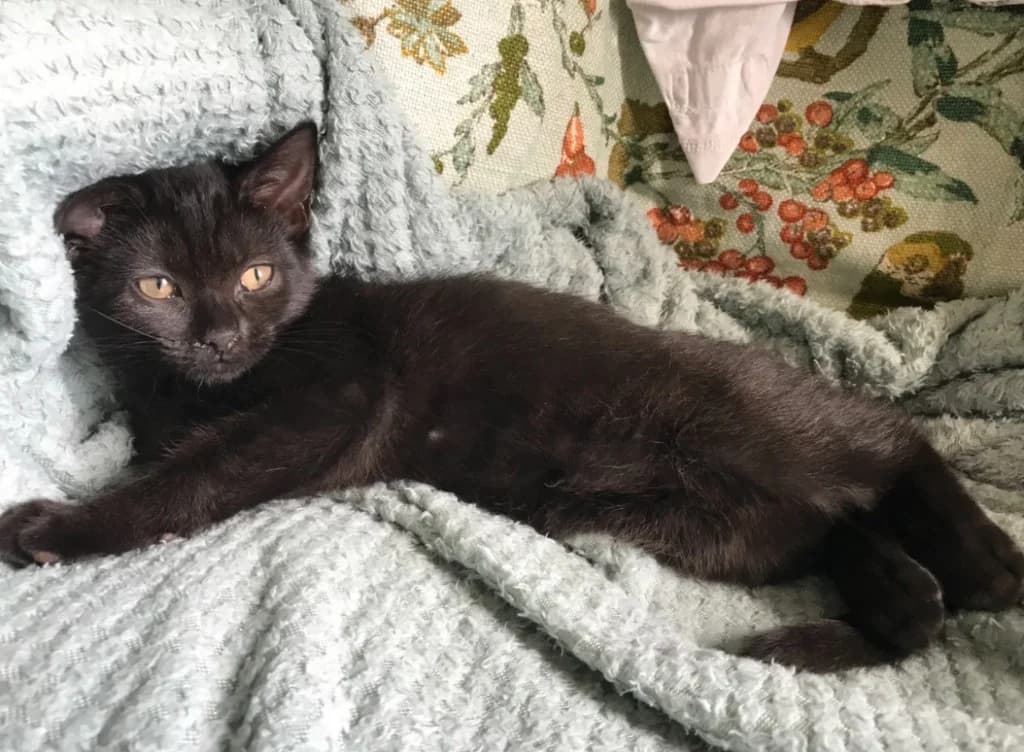 Peanut, male puppy Mixed Breed Cat for adoption at Yorkshire Cat Rescue