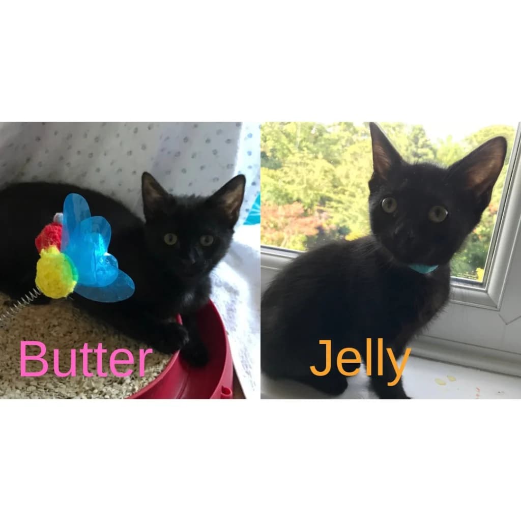 Butter & Jelly, female puppy Mixed Breed Cat for adoption at Yorkshire Cat Rescue