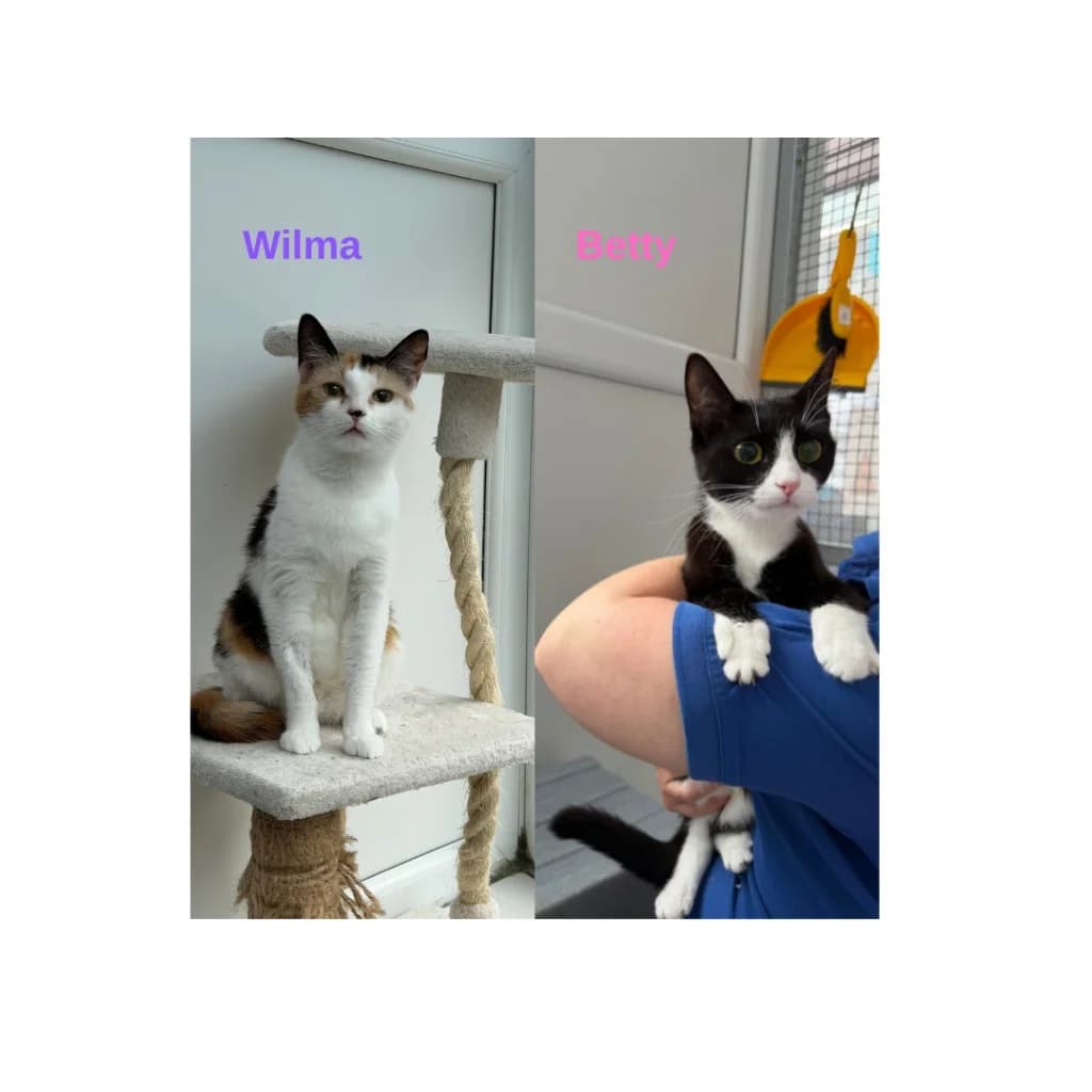 Wilma & Betty, female young Mixed Breed Cat for adoption at Yorkshire Cat Rescue