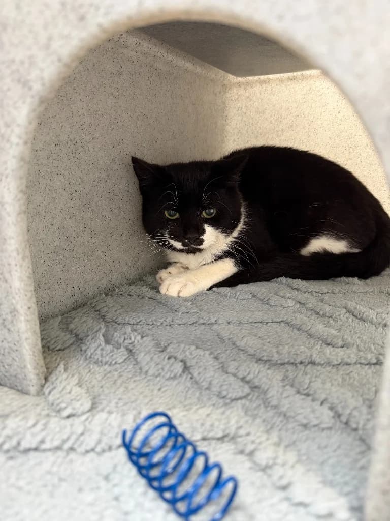 Brooklyn, male puppy Mixed Breed Cat for adoption at Yorkshire Cat Rescue