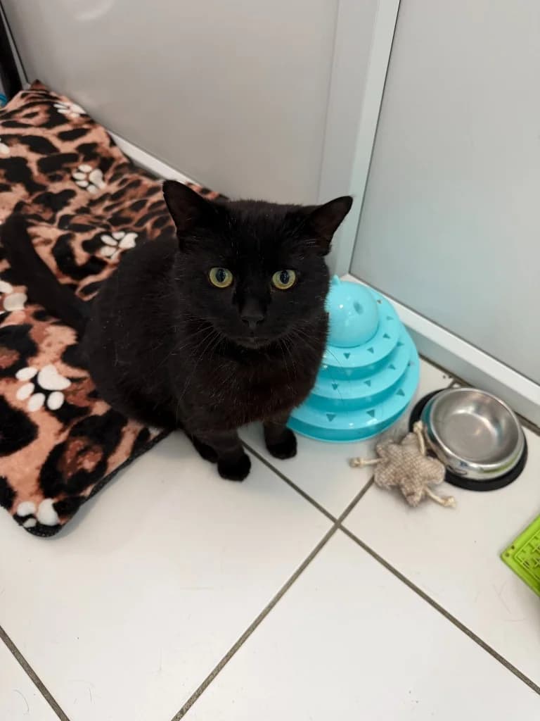 Trev, male 5yo Mixed Breed Cat for adoption at Yorkshire Cat Rescue