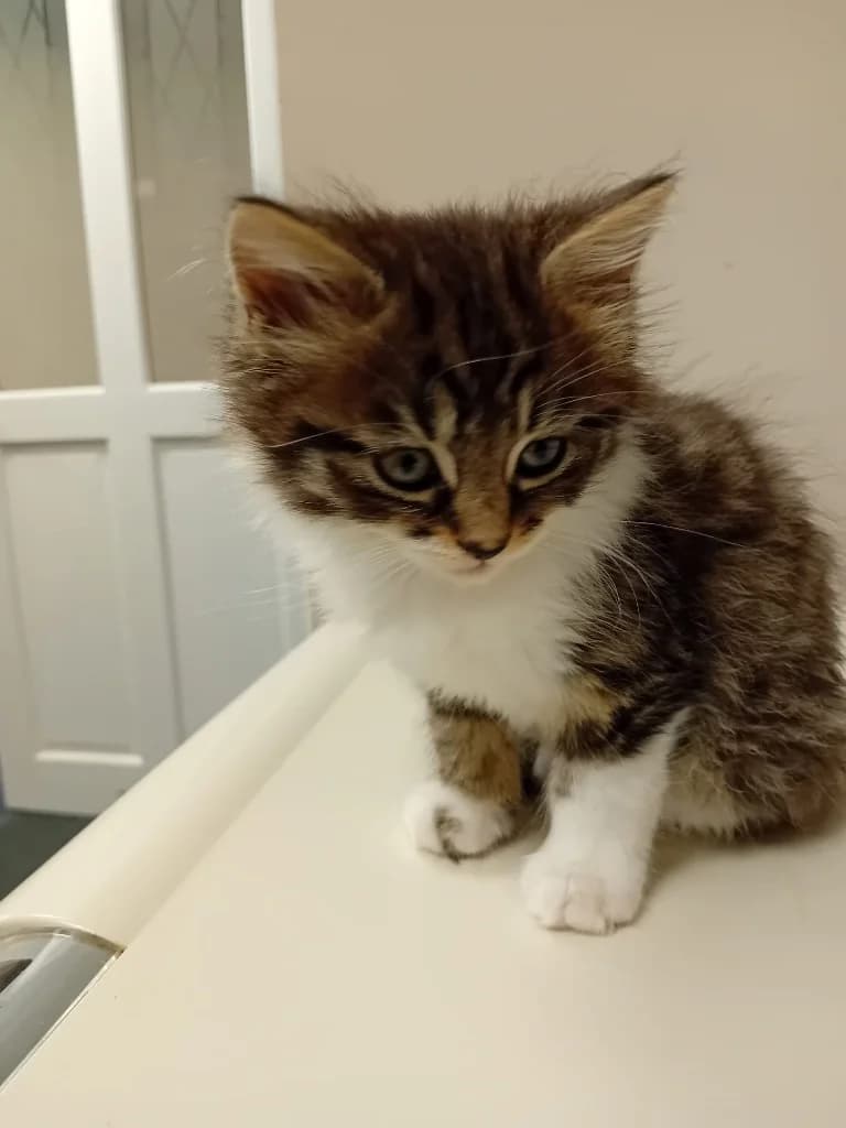 Mouse, female puppy Mixed Breed Cat for adoption at Yorkshire Cat Rescue