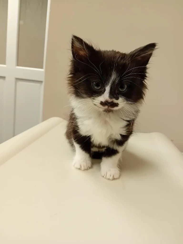Bunny, female puppy Mixed Breed Cat for adoption at Yorkshire Cat Rescue