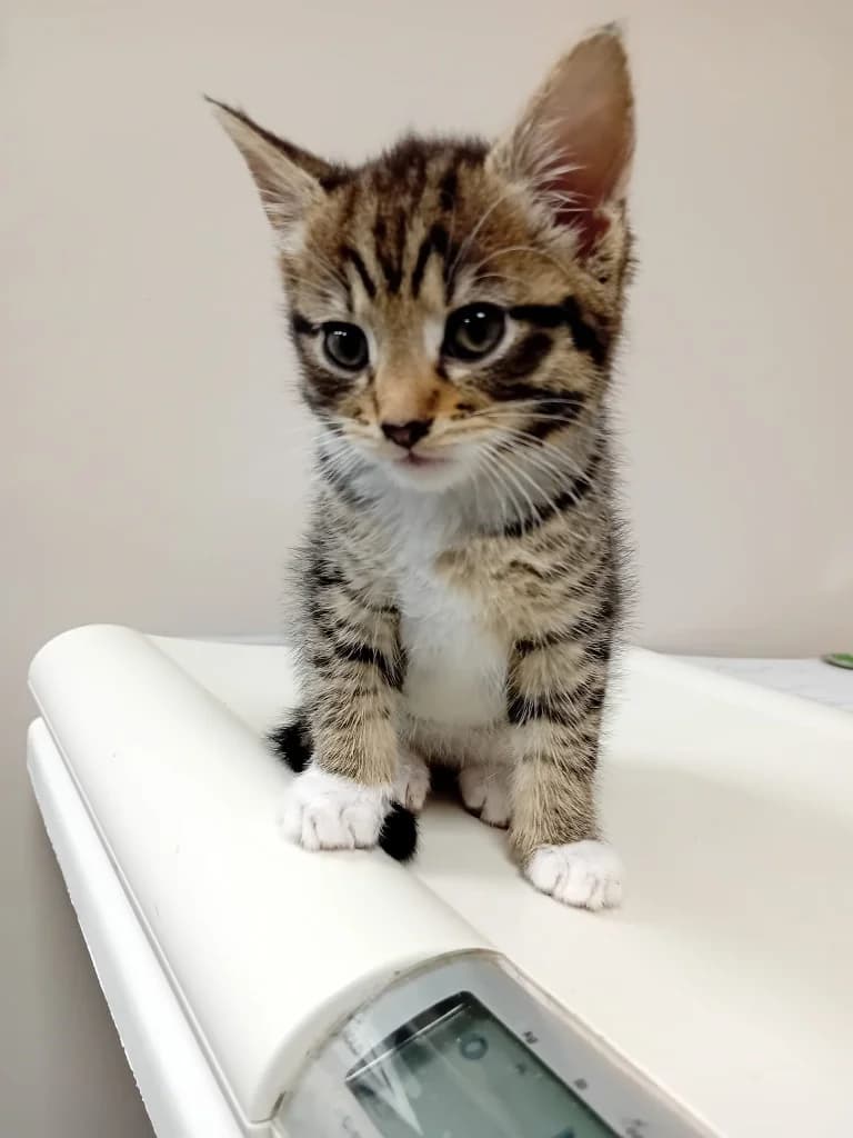 Moose, male puppy Mixed Breed Cat for adoption at Yorkshire Cat Rescue