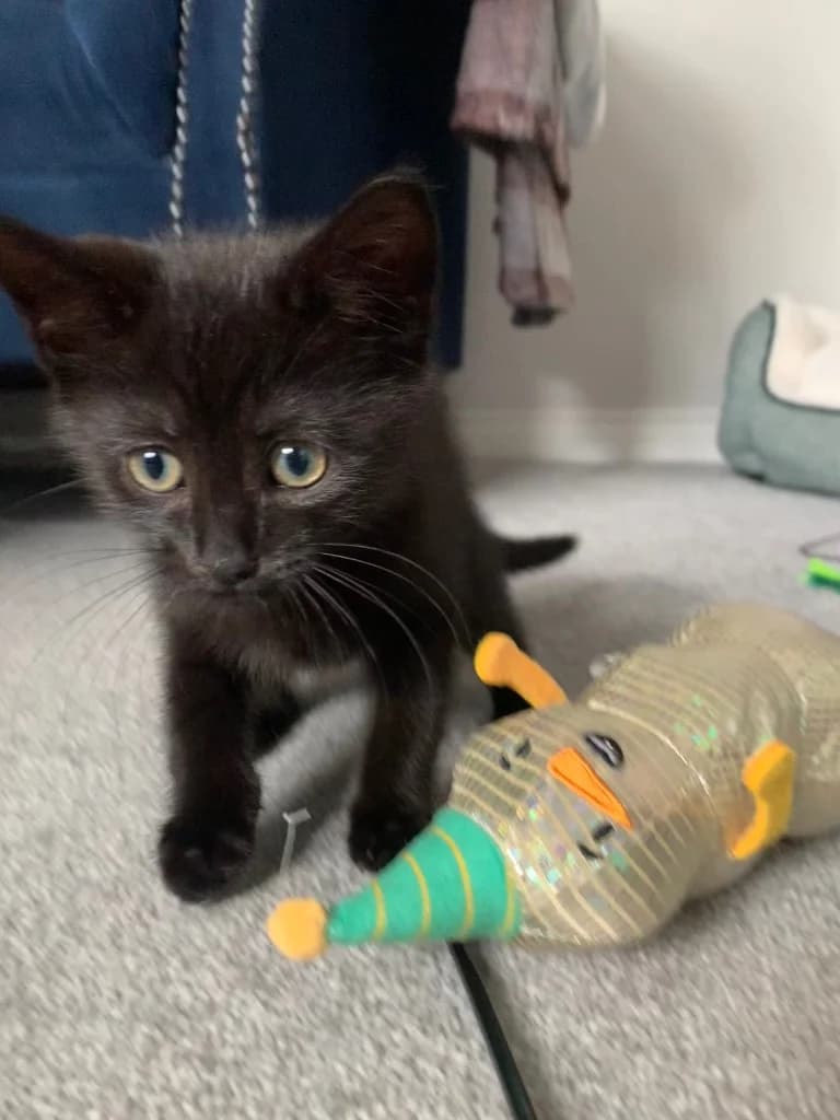Blake, male puppy Mixed Breed Cat for adoption at Yorkshire Cat Rescue