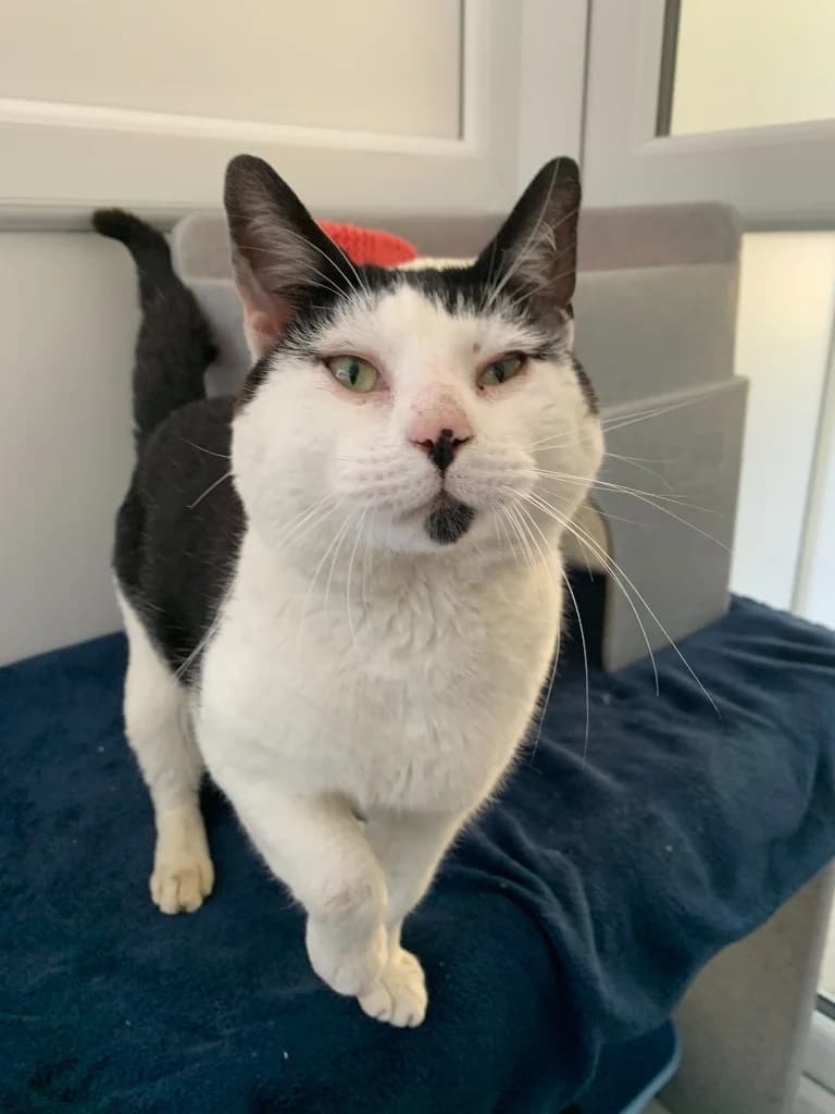 Solomon, male 4yo Mixed Breed Cat for adoption at Yorkshire Cat Rescue