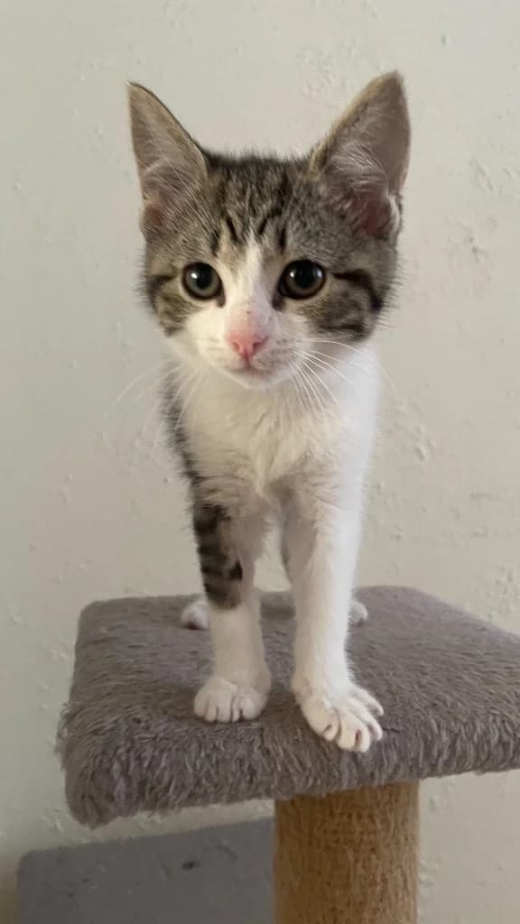 Shani, female puppy Mixed Breed Cat for adoption at Yorkshire Cat Rescue