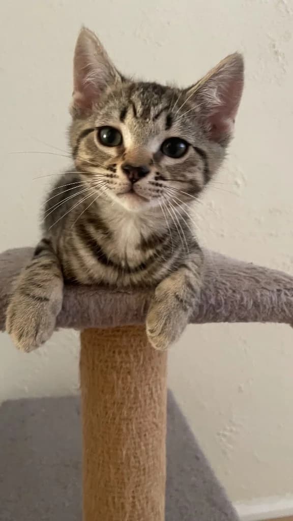 Ekon, Mixed Breed Cat (Yorkshire Cat Rescue)