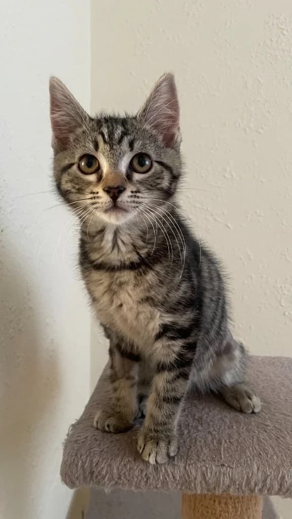 Matho, Mixed Breed Cat (Yorkshire Cat Rescue)