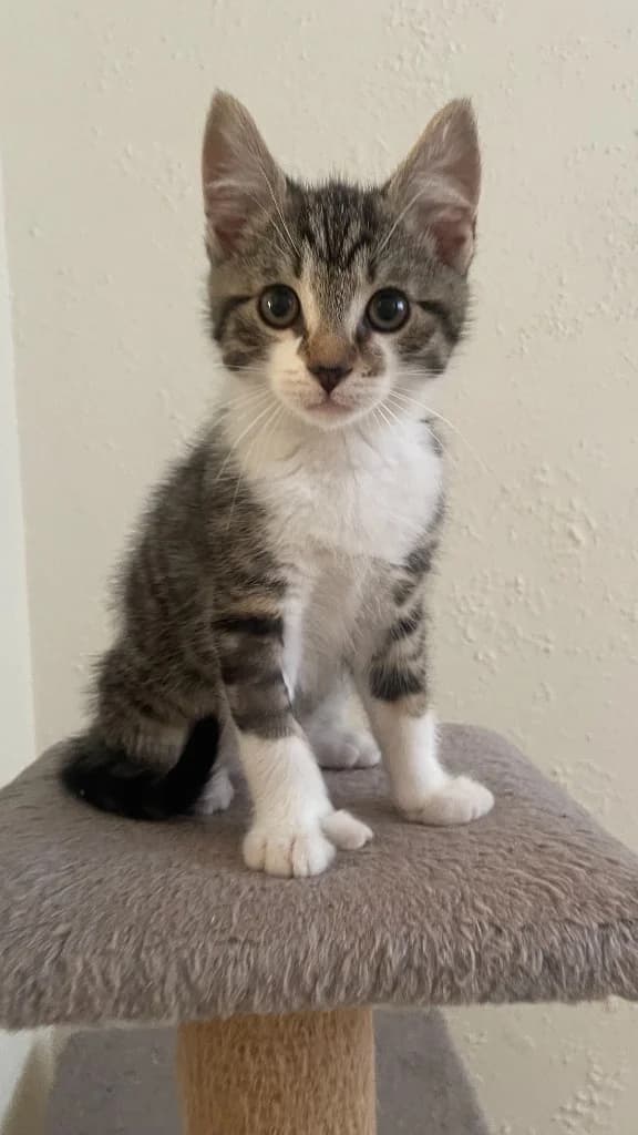 Jabari, male puppy Mixed Breed Cat for adoption at Yorkshire Cat Rescue