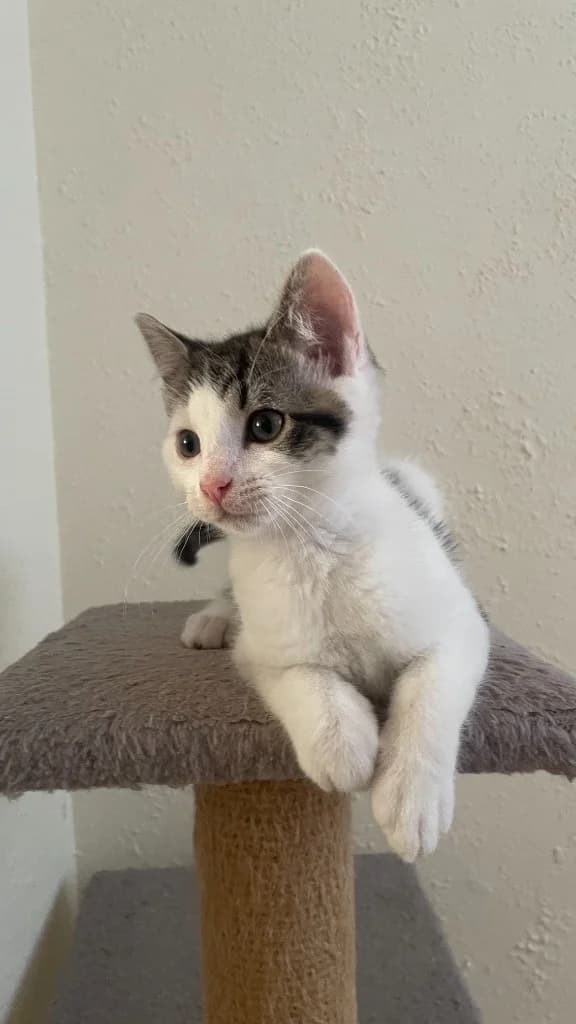 Fela, Mixed Breed Cat (Yorkshire Cat Rescue)
