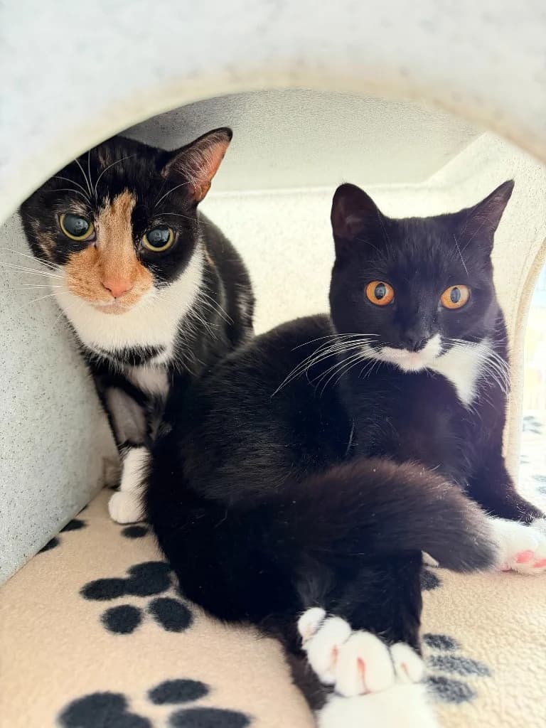 Nala & Mika, female young Mixed Breed Cat for adoption at Yorkshire Cat Rescue