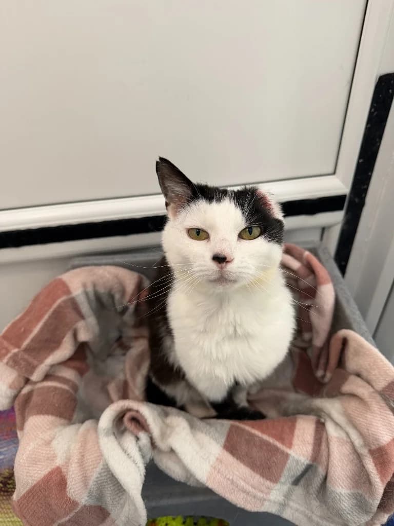 Angel, female senior Mixed Breed Cat for adoption at Yorkshire Cat Rescue